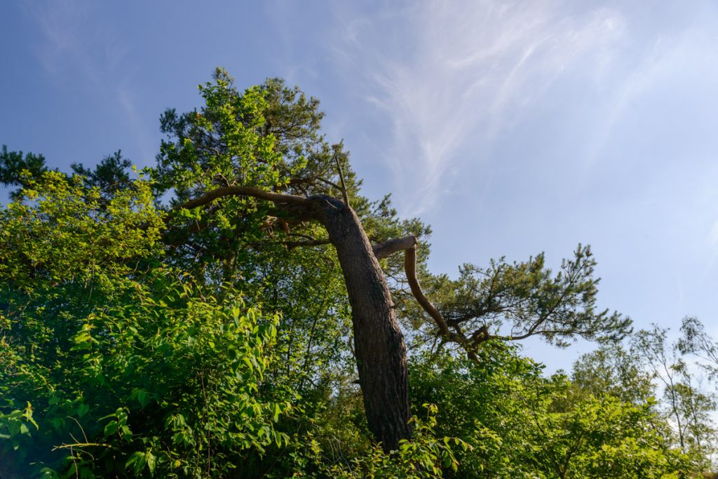20160621_8RW7834-web